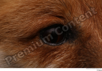  Red fox eye 0002.jpg